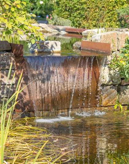 WASSERPFLANZEN FüR DEN GARTENTEICH