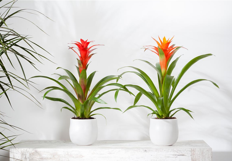 TROPENZAUBER BROMELIEN