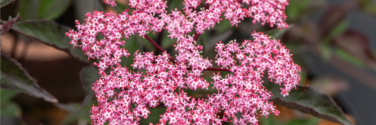 Sambucus nigra 'Thundercloud'