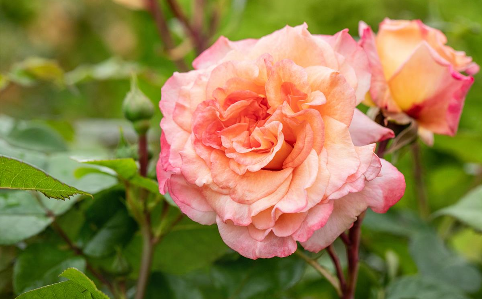 Alle Informationen - INFO-BROSCHÜRE: Alle Informationen - INFO-BROSCHÜRE: