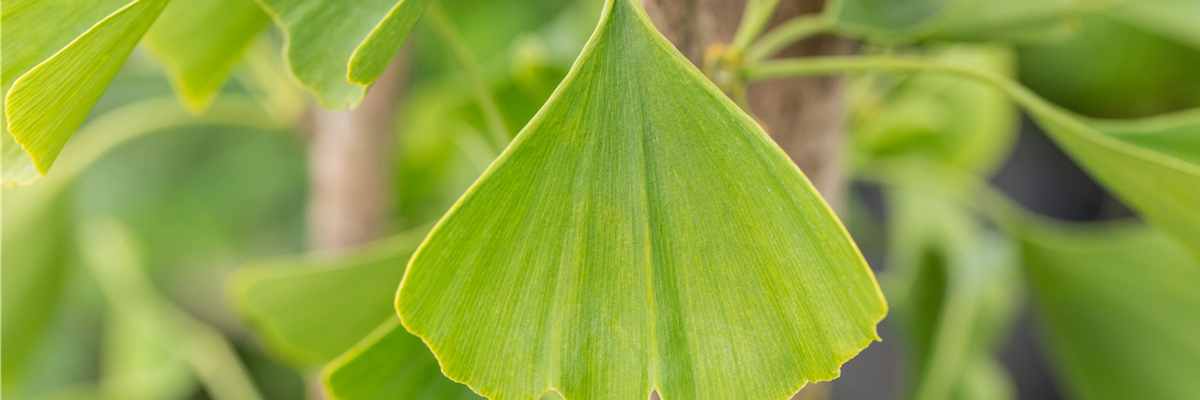 Ginkgo biloba 'Tremonia'