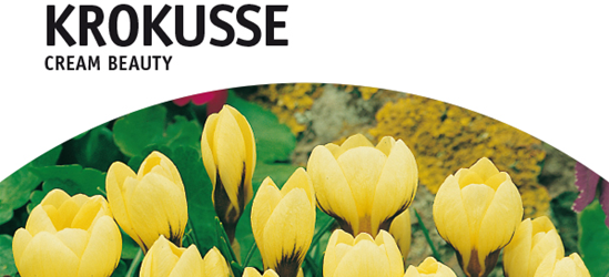 Botanische Krokusse