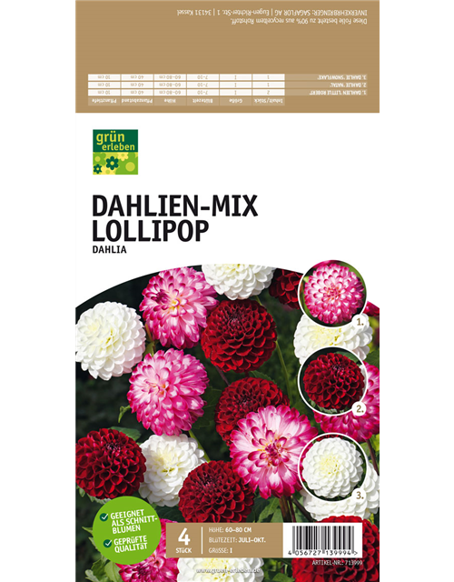 Dahlien-Mix Lollipop