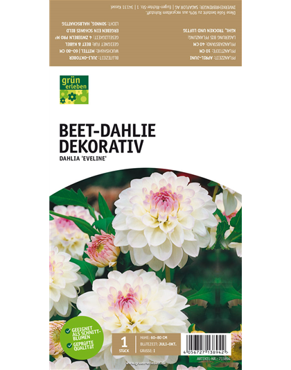 Beet-Dahlie Dekorativ