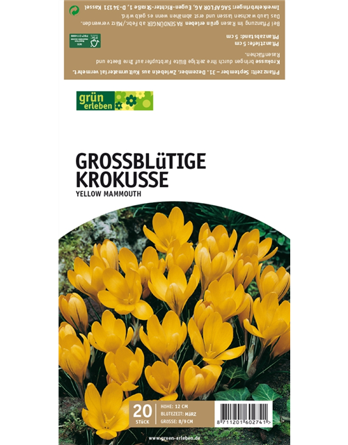 Großblüt. Krokusse