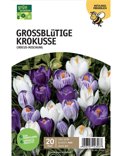 Krokus großblumig