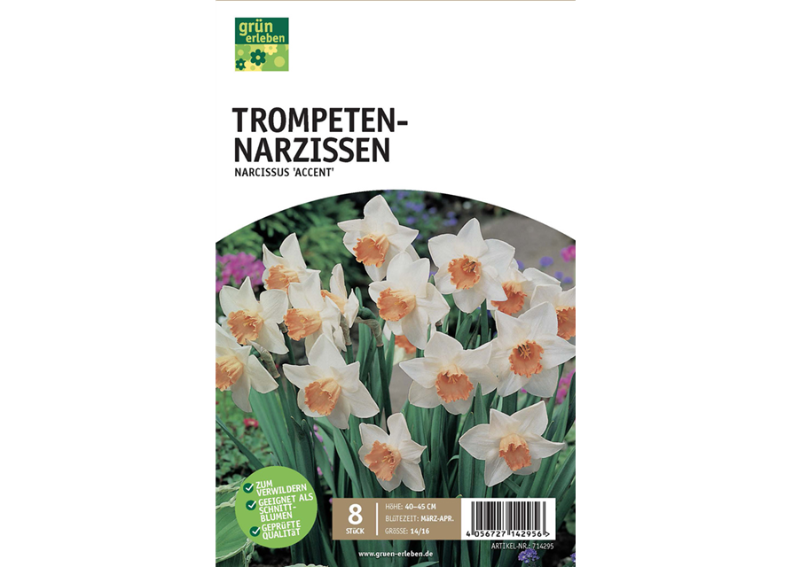 Trompeten-Narzissen 