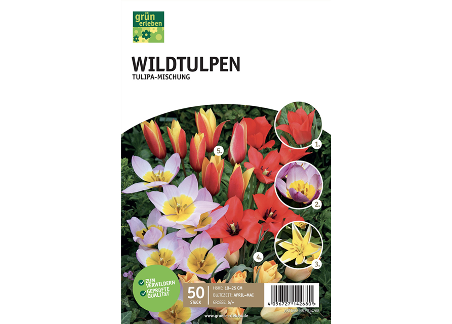 Wildtulpen