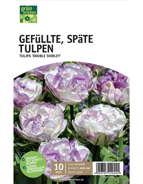 Späte Tulpen Darwin Hybride