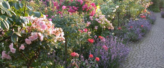 DER ROSENGARTEN - SCHLICHTE ELEGANZ UND TOLLE DüFTE