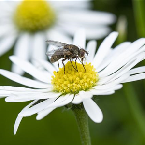 BIOLOGISCHER PFLANZENSCHUTZ IM GARTEN