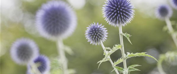 ALLES FÜR DEN BAUERNGARTEN