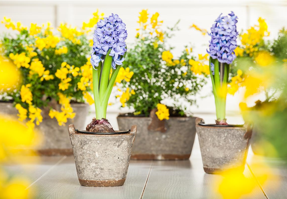 DER FRüHLING WIRD BUNT