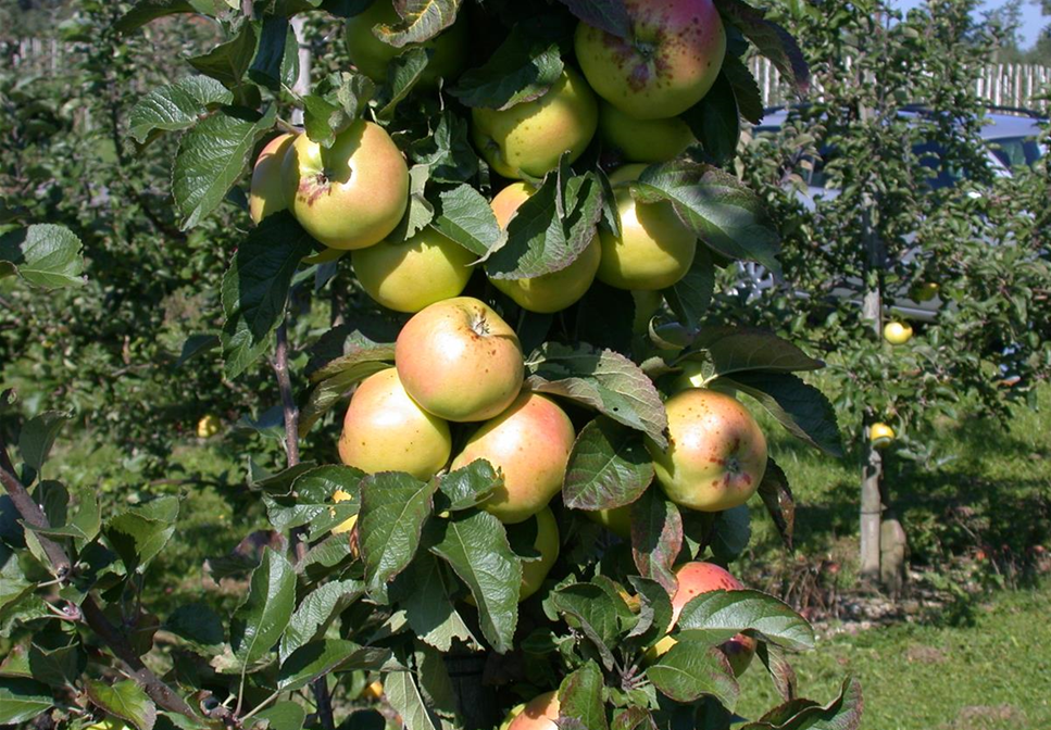 STREUOBSTWIESE - GESUNDHEIT ZUM SELBERPFLüCKEN