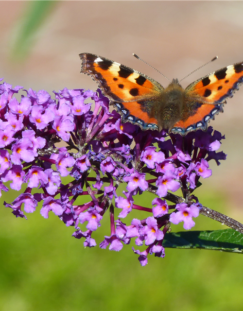 Insektenfreundlicher Garten – Bienen, Schmetterlinge und Co.