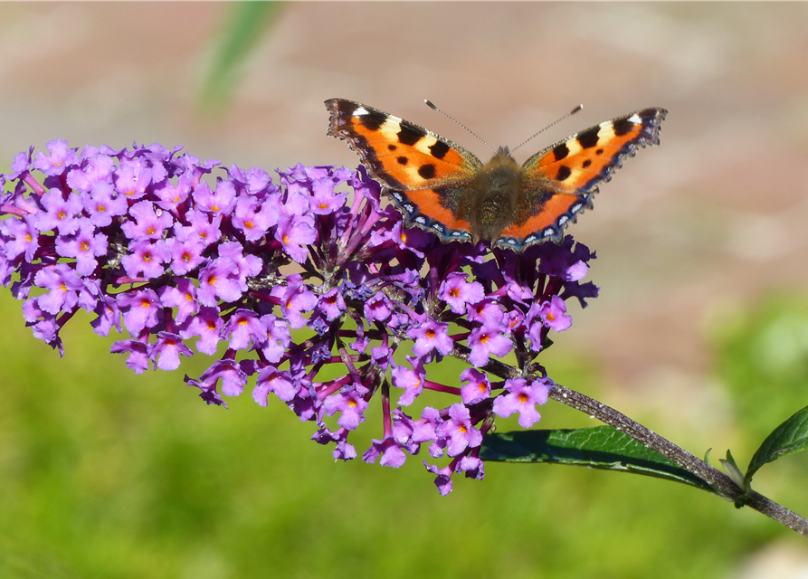 Insektenfreundlicher Garten – Bienen, Schmetterlinge und Co.