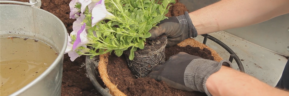 Hanging Basket - Bepflanzen (thumbnail)