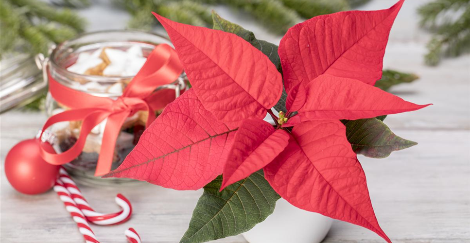 ZIMMERPFLANZEN ZU WEIHNACHTEN ZIMMERPFLANZEN ZU WEIHNACHTEN